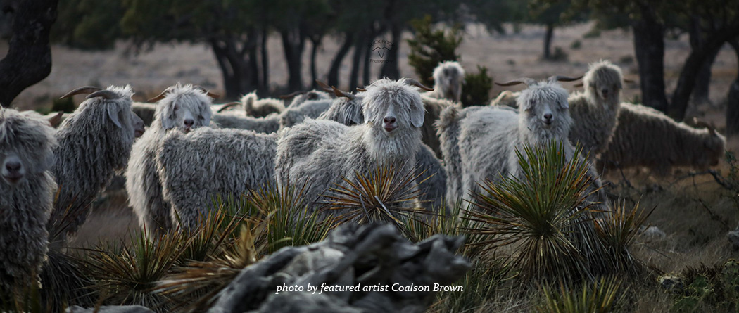 goats in a field