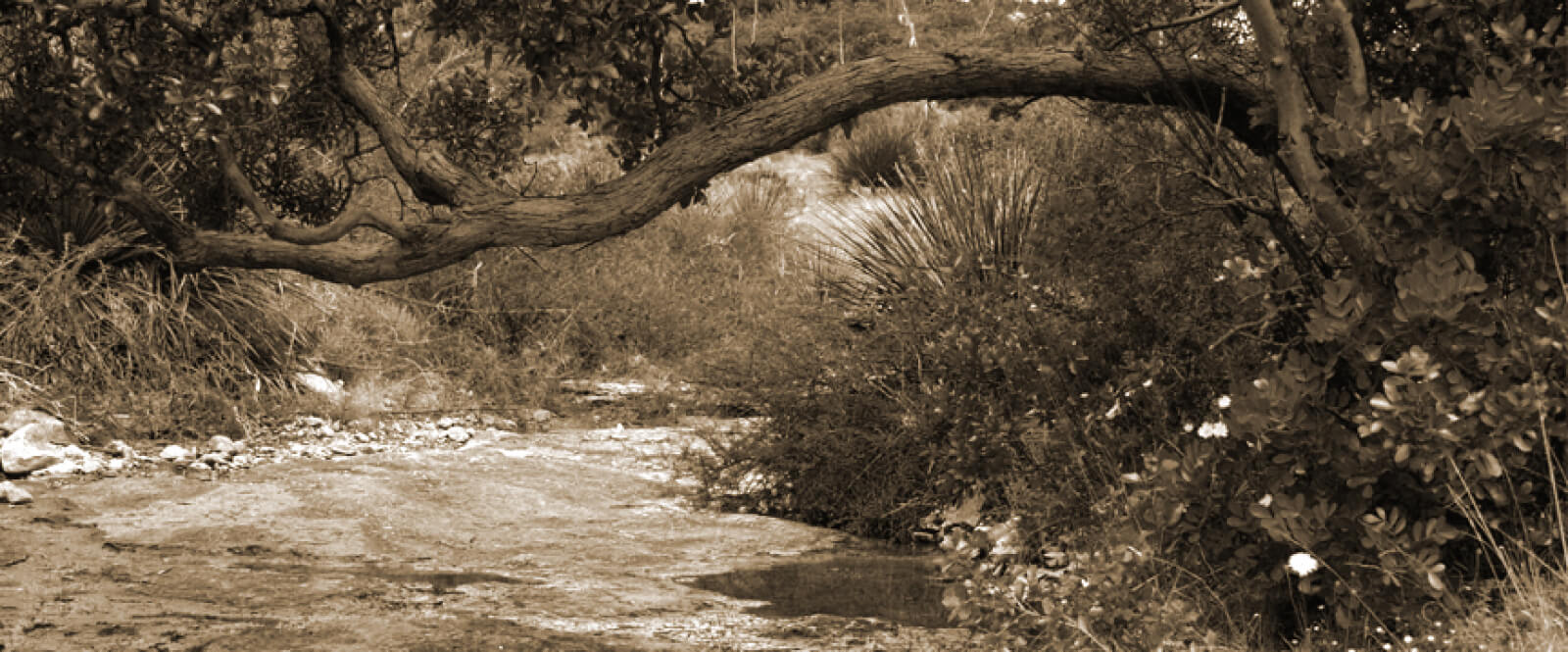 scenic shot of a river