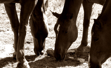 horses eating grass