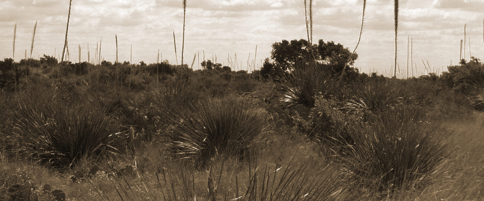 scenic shot of a desert